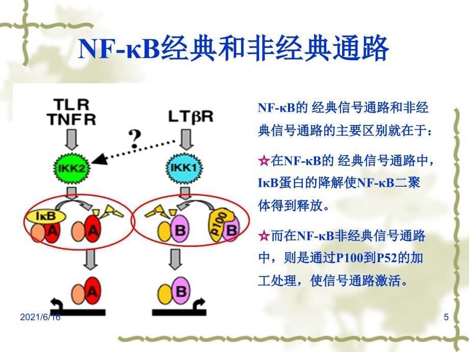 NF-KB信号通路综述_第5页