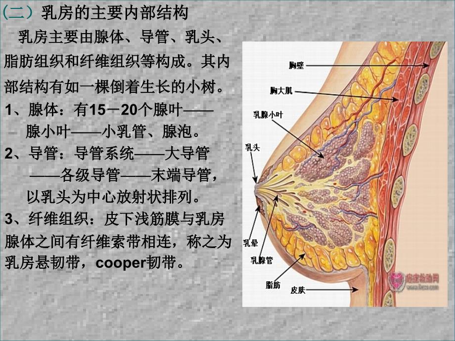 乳腺的解剖及淋巴引流_第4页