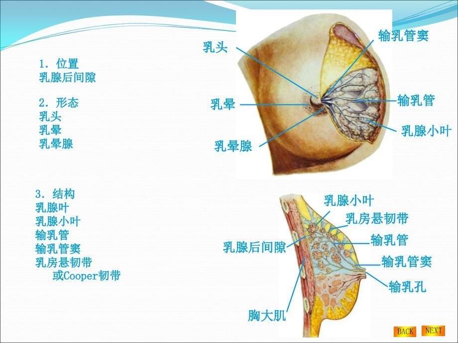 乳腺的解剖及淋巴引流_第5页