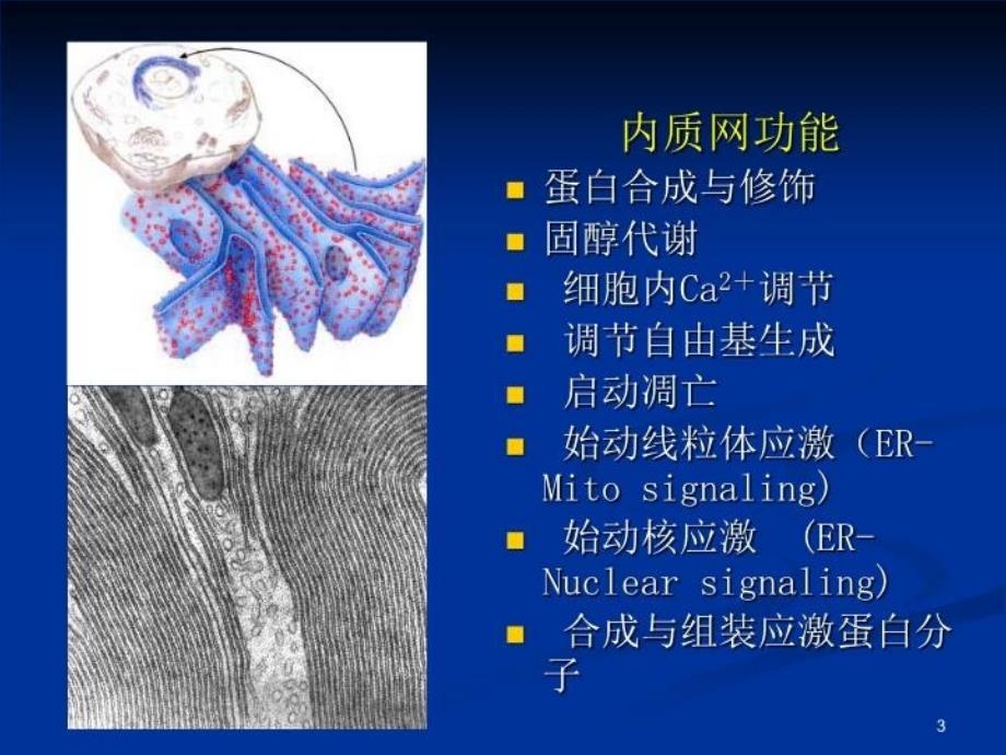 最新心血管疾病与内质网应激PPT课件_第3页