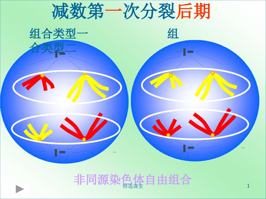 基因和染色体的关系(基因在染色体上)【教学课堂】_第1页