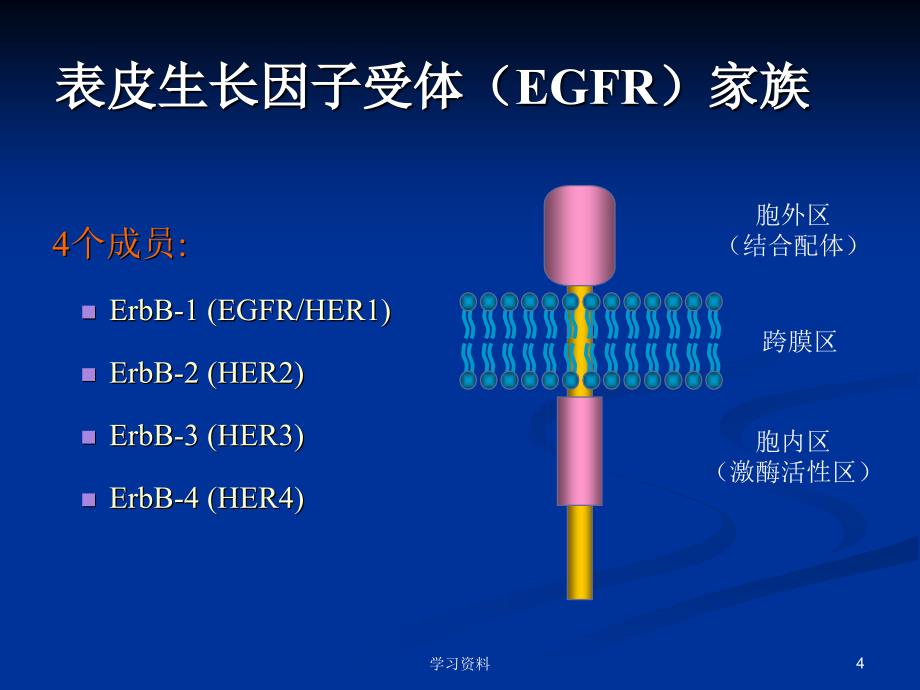 细胞信号通路及靶向学习资料_第4页