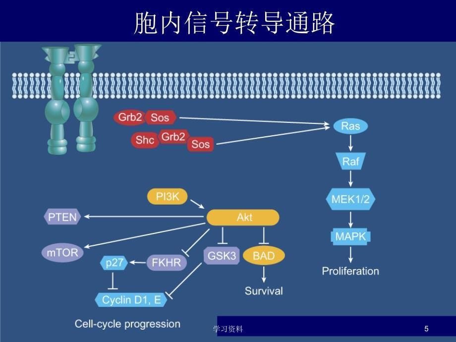 细胞信号通路及靶向学习资料_第5页