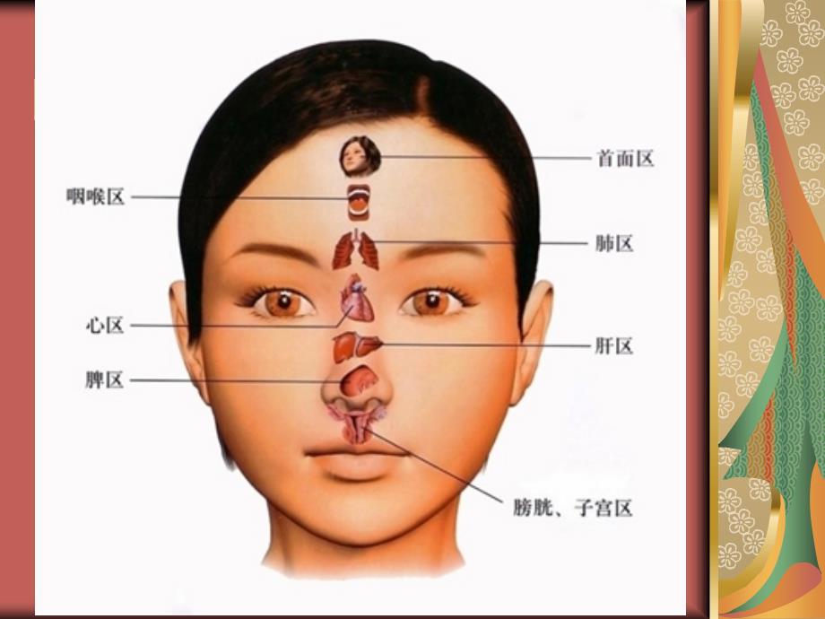 医学课件皮肤问题与内脏的关系_第2页