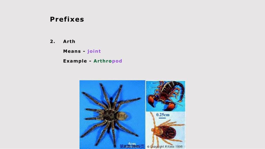 动物学专业英语单词的前缀词根和后缀学习教案_第2页