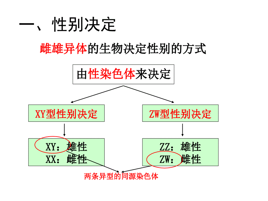 伴性遗传课件_第2页