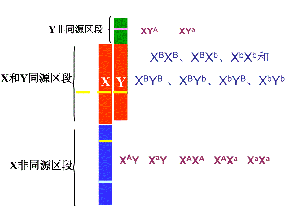 伴性遗传课件_第3页