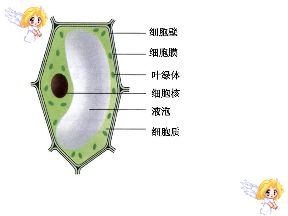 细胞分裂和分化ppt课件_第1页