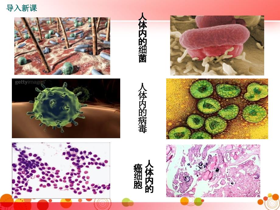 人教版八年级生物下册第一章--传染病和免疫第二节--免疫与计划免疫-第2课时-免疫的功能与计划免疫、艾滋病课件_第3页