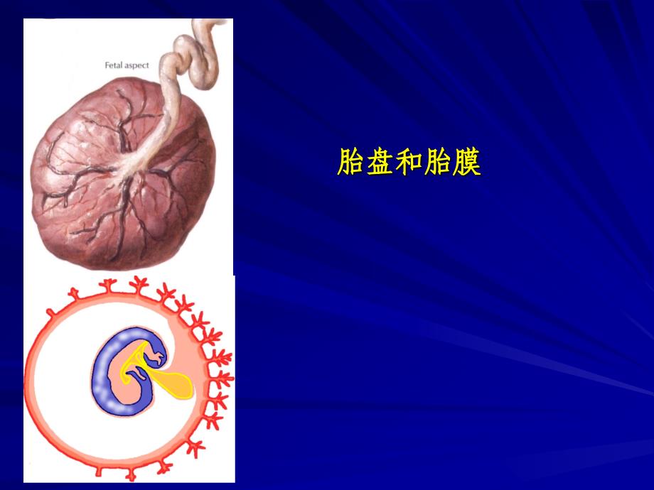 组织学与胚胎学：胎盘和胎膜_第1页