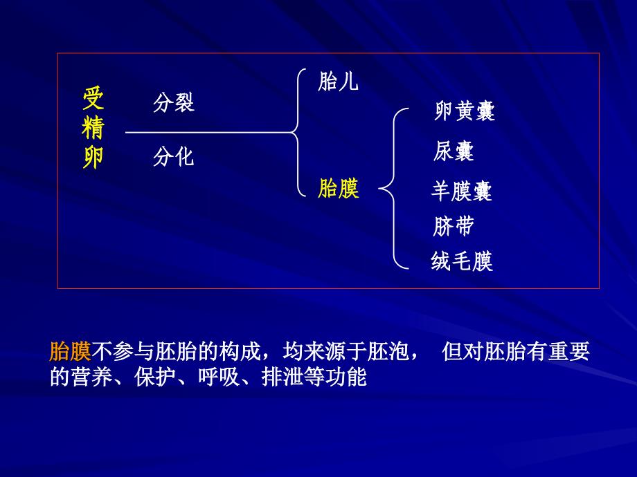 组织学与胚胎学：胎盘和胎膜_第2页