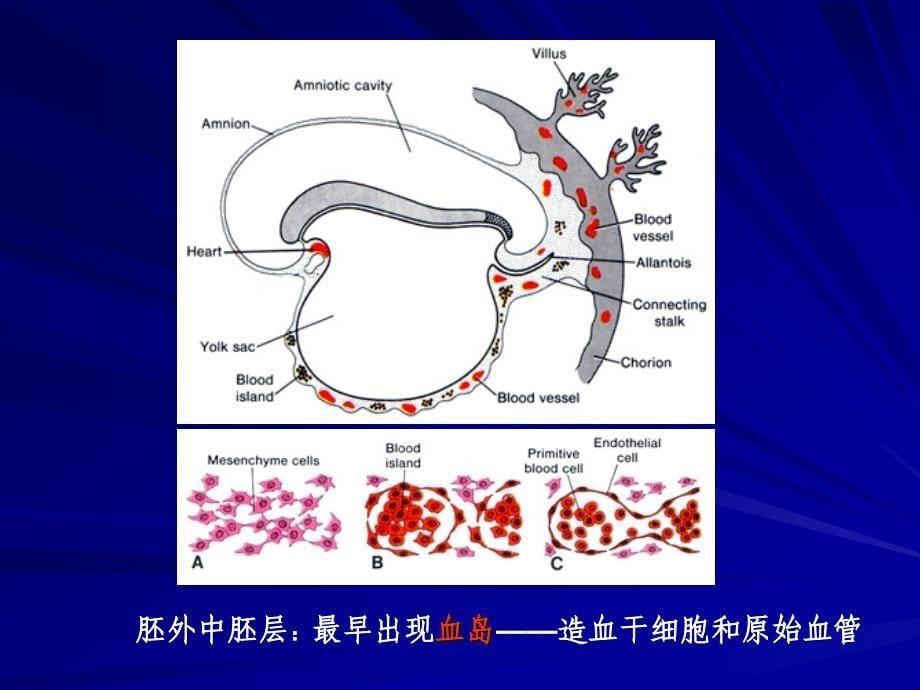 组织学与胚胎学：胎盘和胎膜_第5页