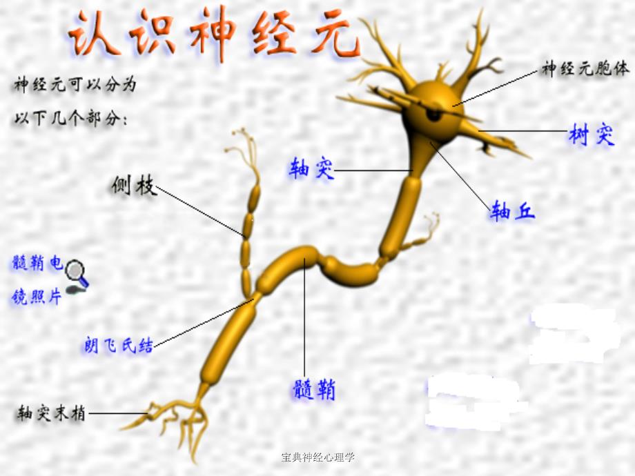 宝典神经心理学课件_第3页