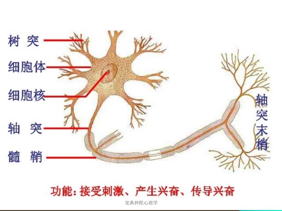 宝典神经心理学课件_第4页