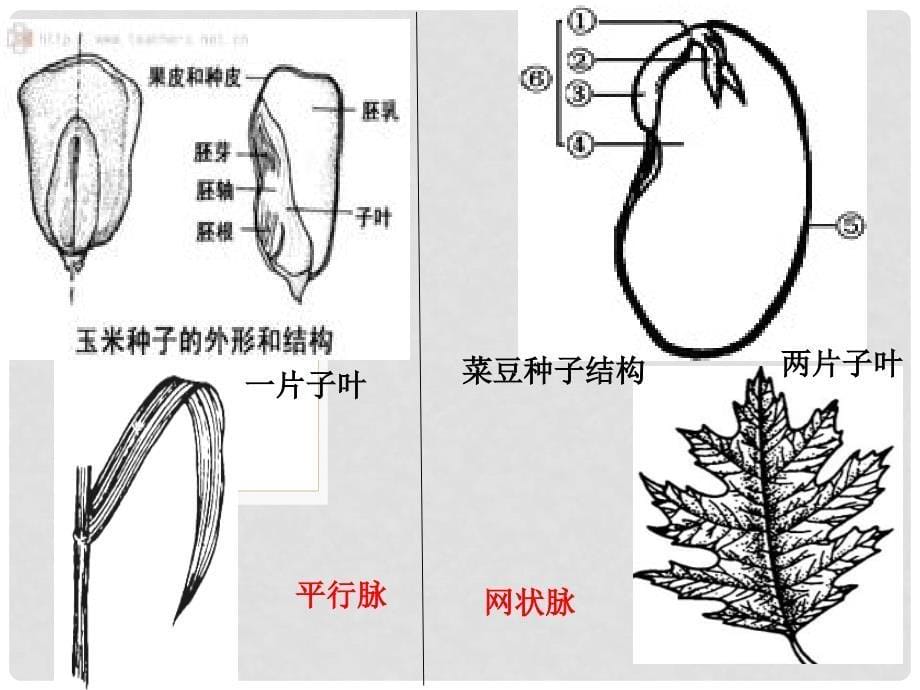 八年级生物上册 第六单元 第一章 第一节 尝试对生物进行分类课件3 （新版）新人教版_第5页