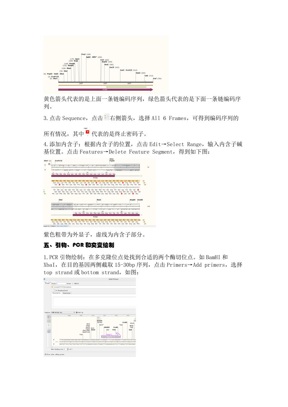 SnapGene中文使用教程_第4页