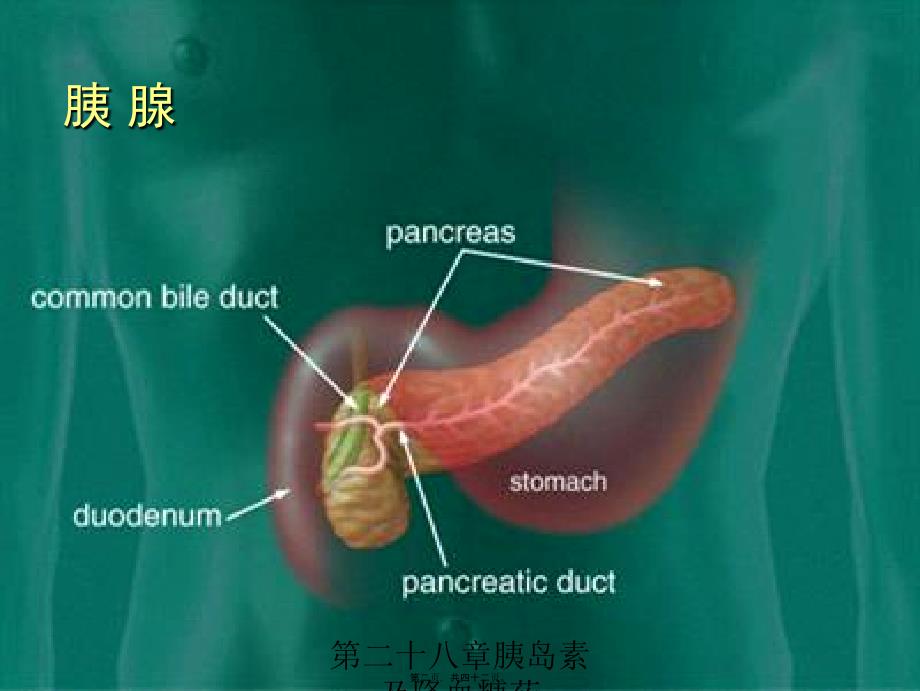 第二十八章胰岛素及降血糖药课件_第2页