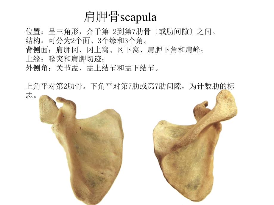 上肢骨及其连接_第4页