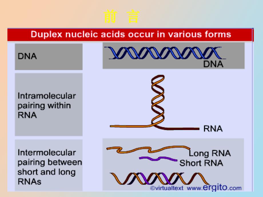 核酸的分子杂交_第3页