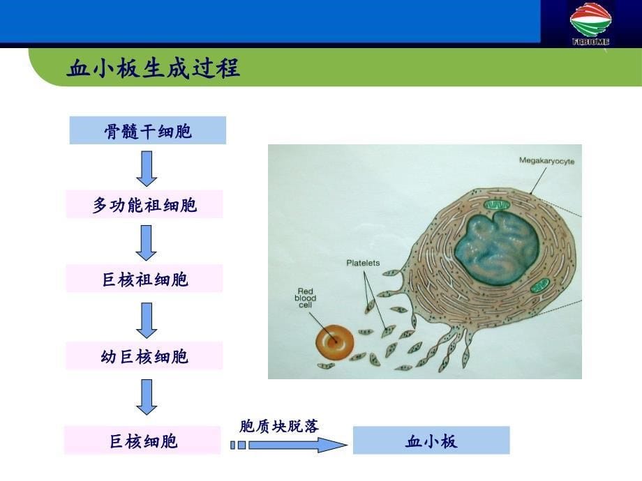 血小板抗体检测临床应用(妇产科篇1107版)_第5页