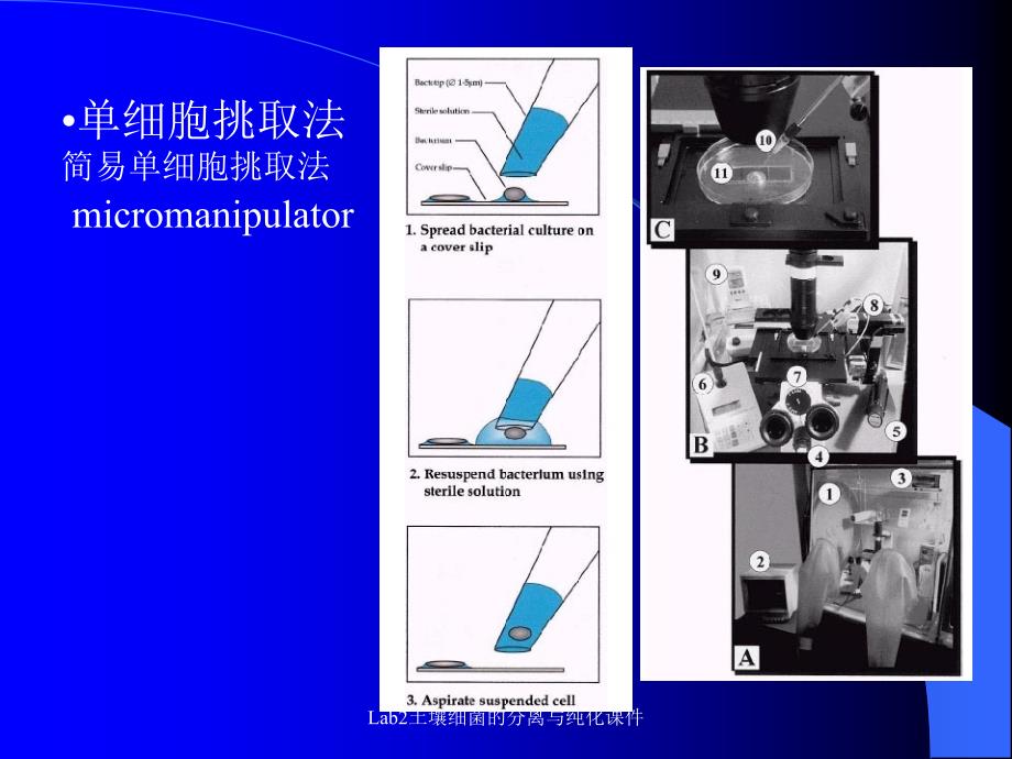 Lab2土壤细菌的分离与纯化课件_第2页