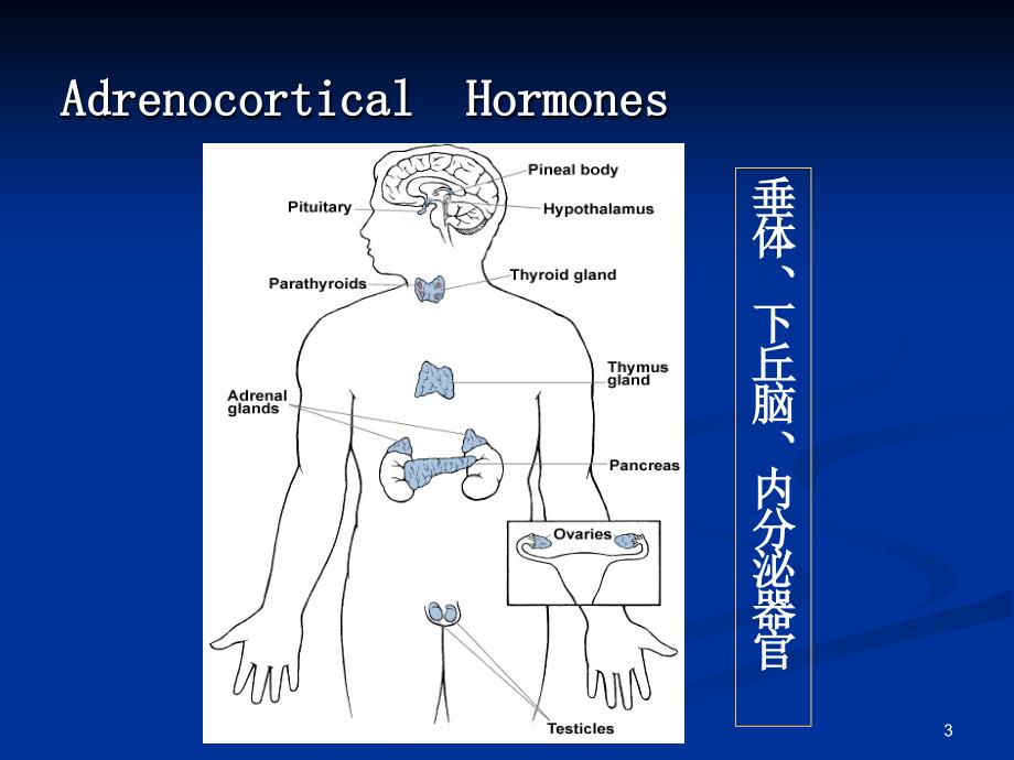 30肾上腺皮质激素类药物AdrenocorticalHormones_第3页