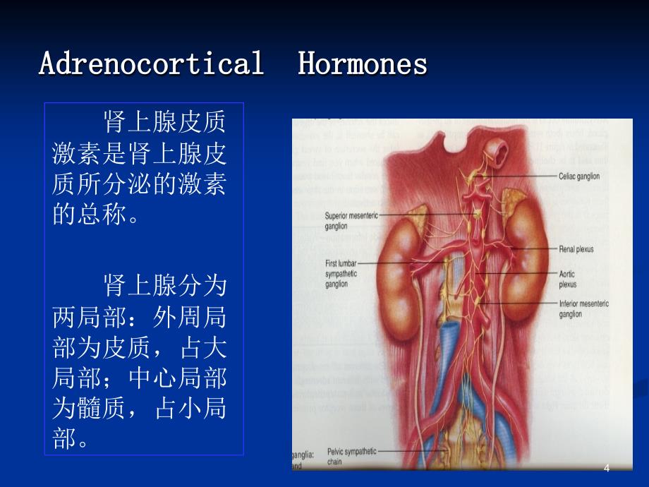 30肾上腺皮质激素类药物AdrenocorticalHormones_第4页