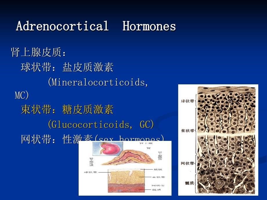 30肾上腺皮质激素类药物AdrenocorticalHormones_第5页