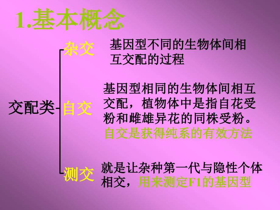 基因的分离定律1_第2页