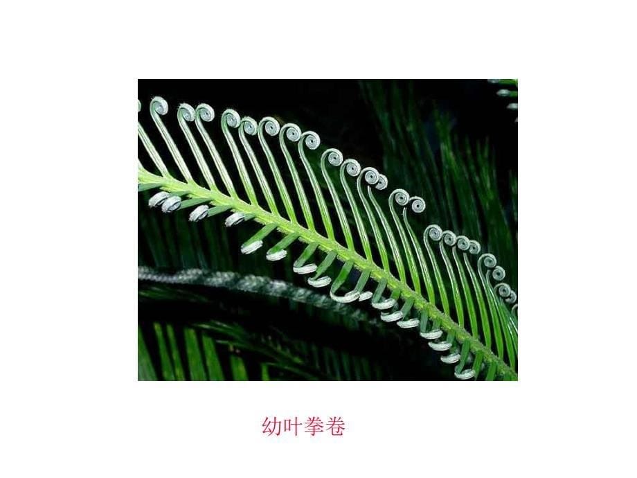 裸子植物分类_第5页