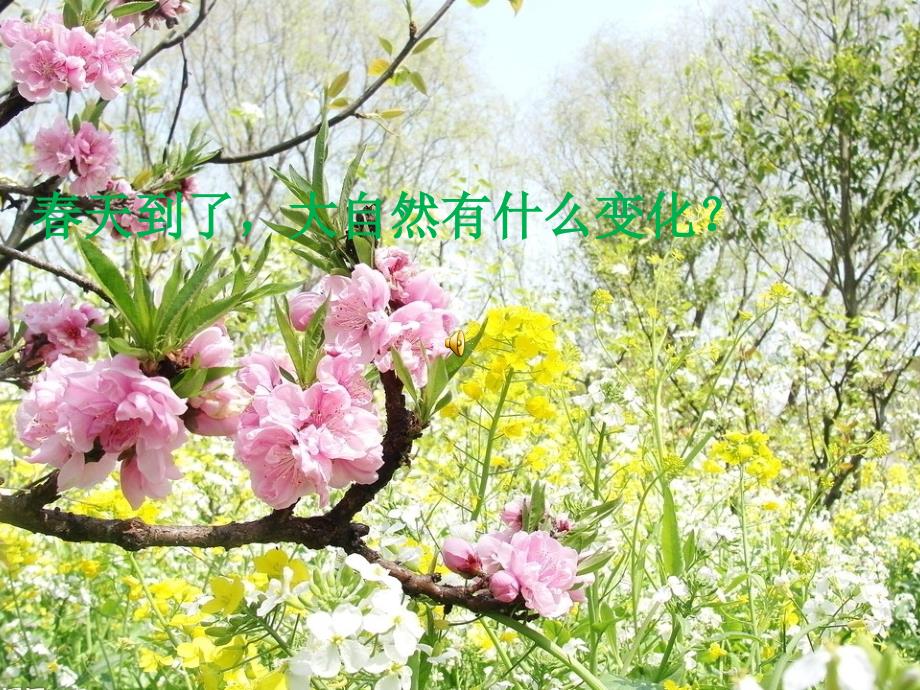 油菜花开了美术教案_第1页