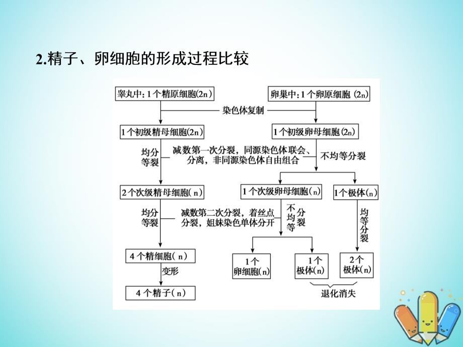 2019高考生物总复习 精彩三十三天（十）细胞的生命历程2课件_第4页