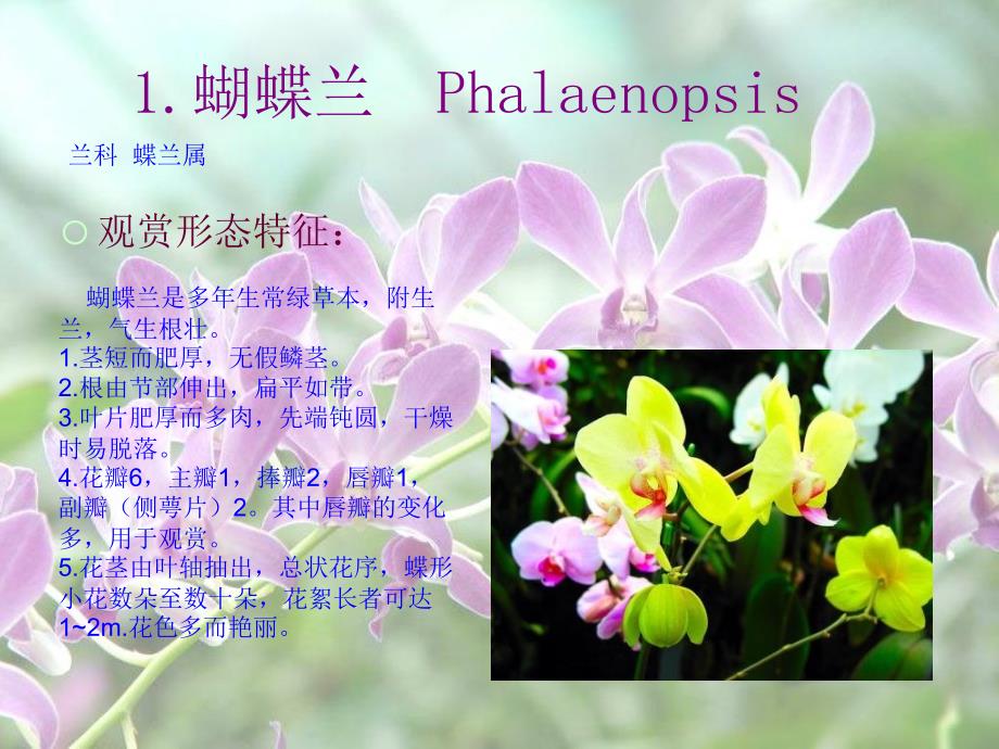 《农翠园花卉报告》PPT课件.ppt_第2页