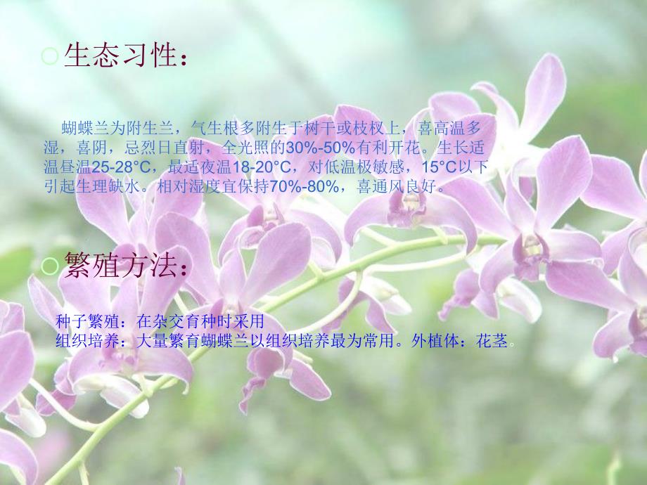 《农翠园花卉报告》PPT课件.ppt_第3页