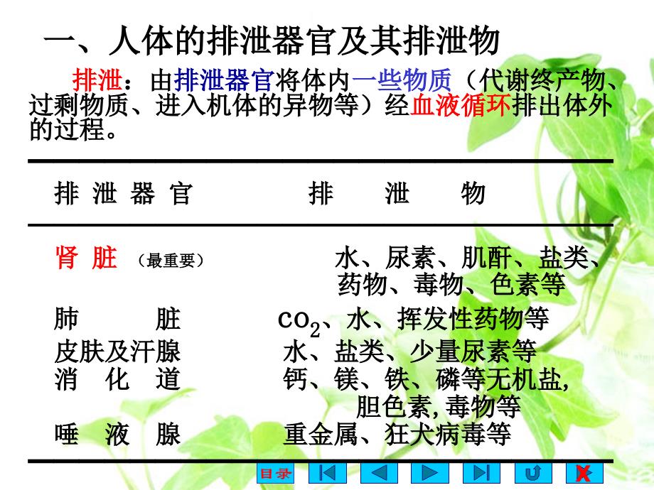 生理学课件：第八章 尿的生成和排出_第2页