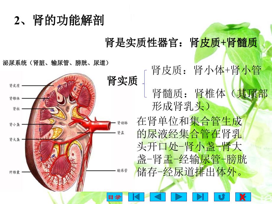 生理学课件：第八章 尿的生成和排出_第4页