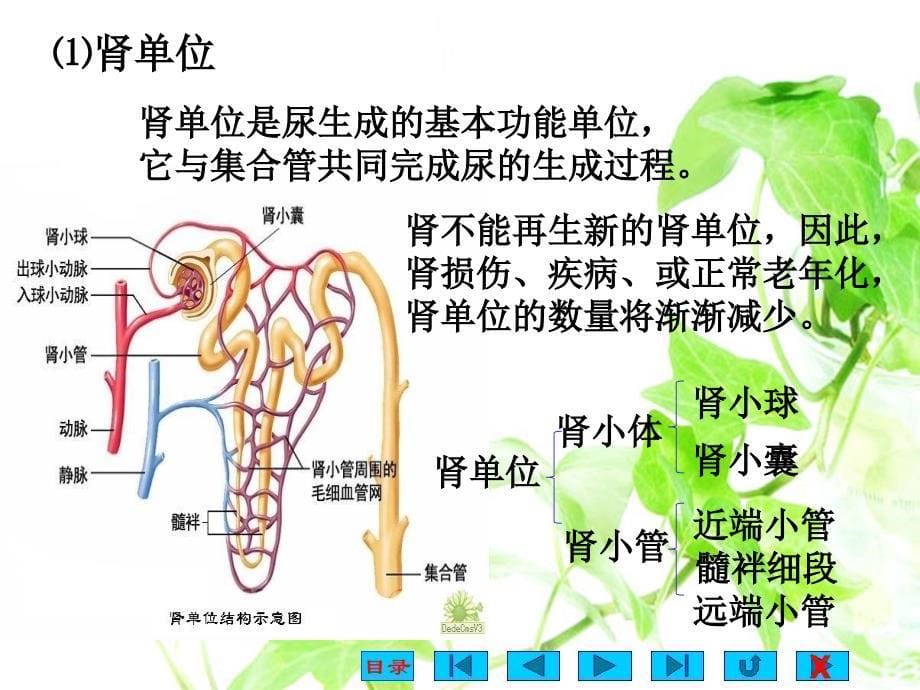 生理学课件：第八章 尿的生成和排出_第5页