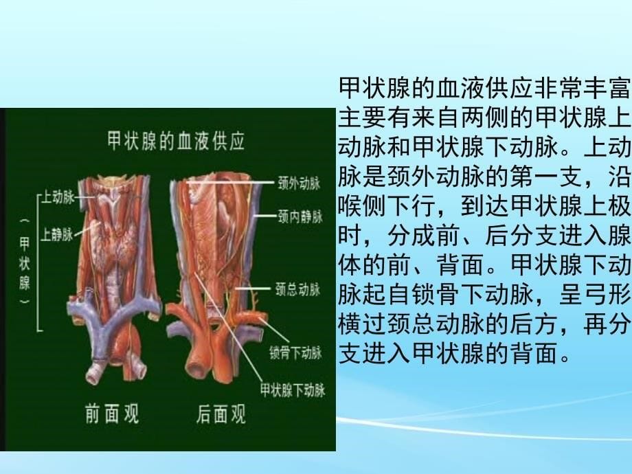 腔镜下甲状腺切除术PPT课件1_第5页