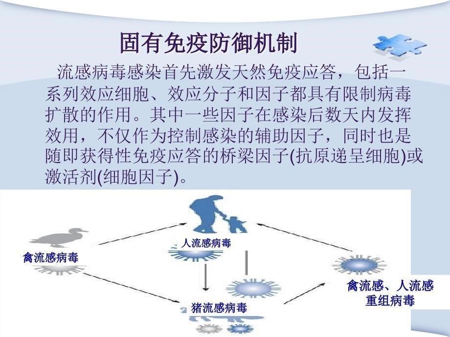 流感病毒免疫的防御机制_第5页