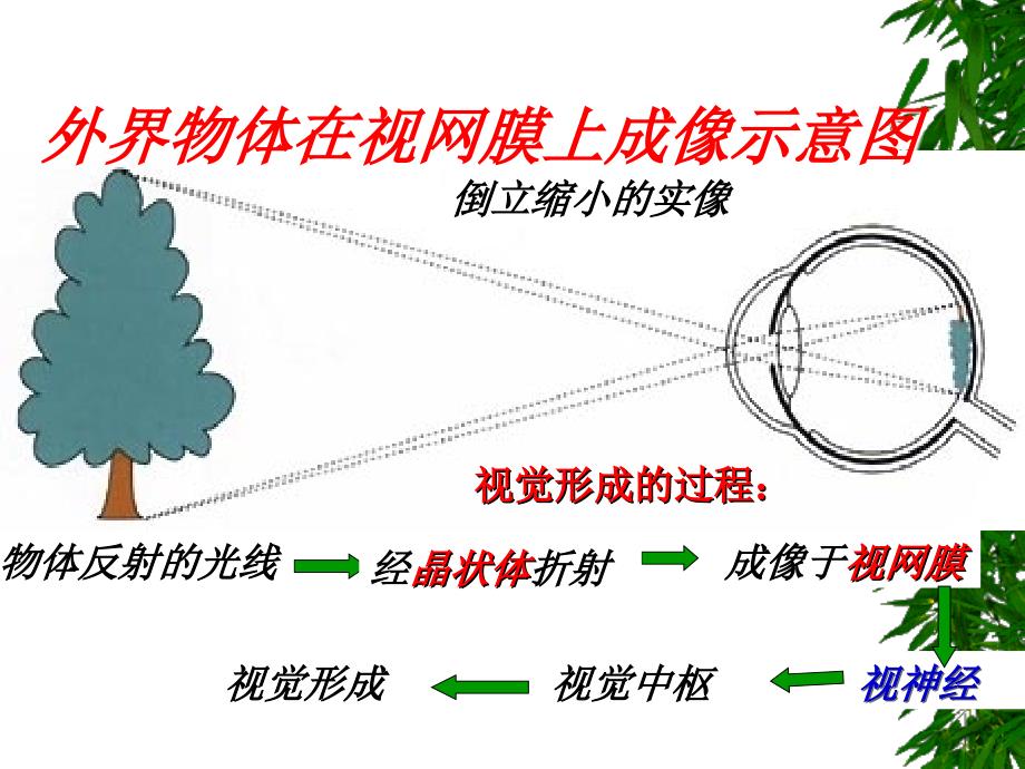 外界物体在视网膜上成像示意图_第1页