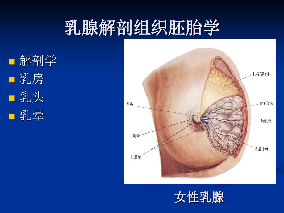 乳腺疾病增生腺瘤PPT课件_第3页