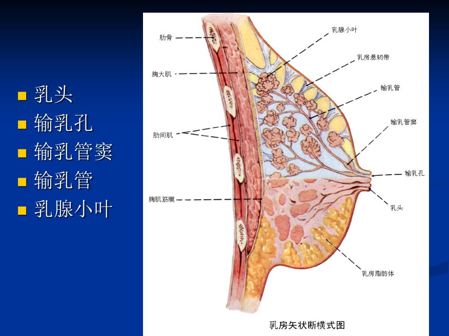 乳腺疾病增生腺瘤PPT课件_第4页