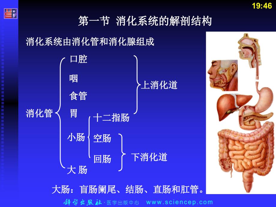 第七章消化系统人体解剖生理学_第3页