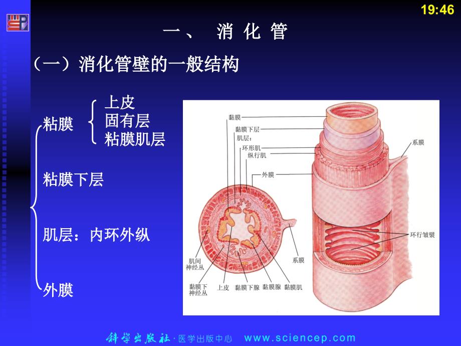 第七章消化系统人体解剖生理学_第4页