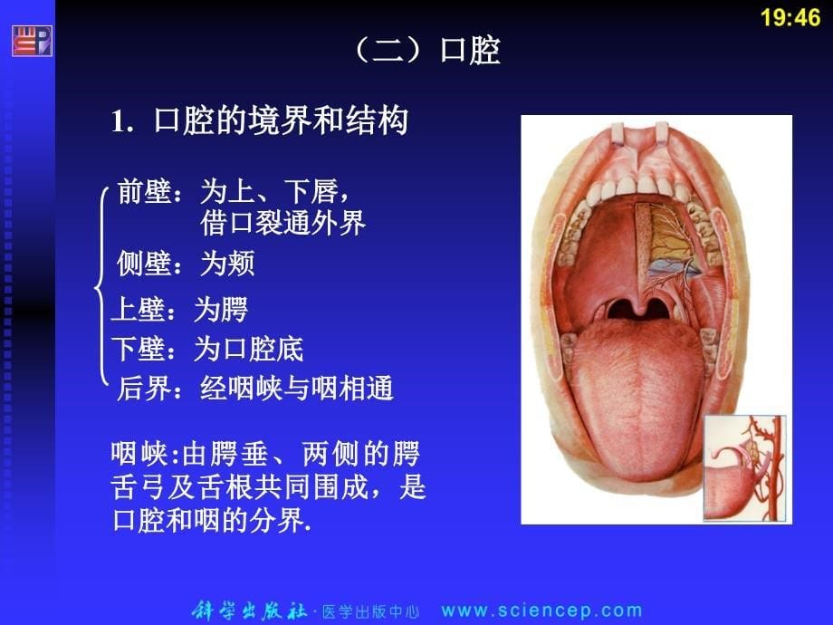 第七章消化系统人体解剖生理学_第5页