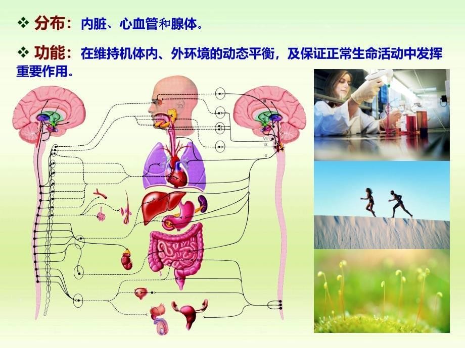 自主神经对系统PPT_第5页