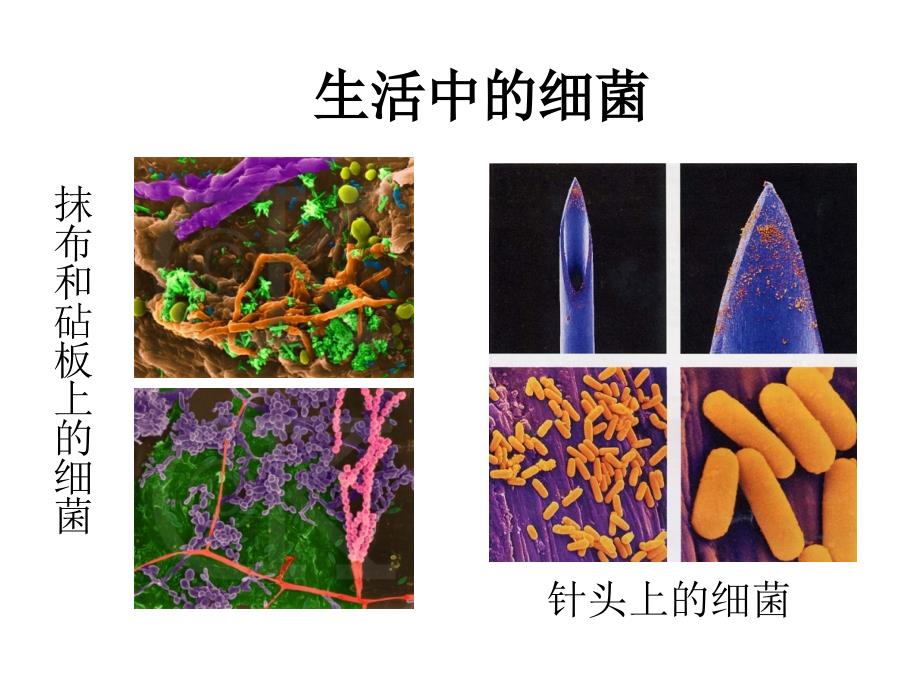 41_第四章_第一节_细菌和真菌的分布课件_新人教版(修改版)_第4页