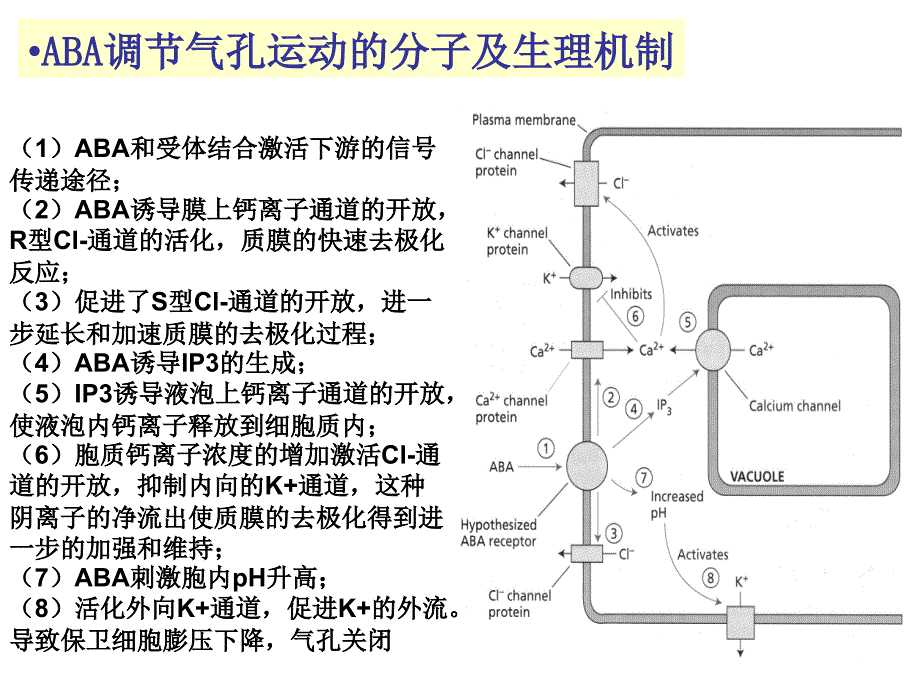 脱落酸的作用机理_第2页