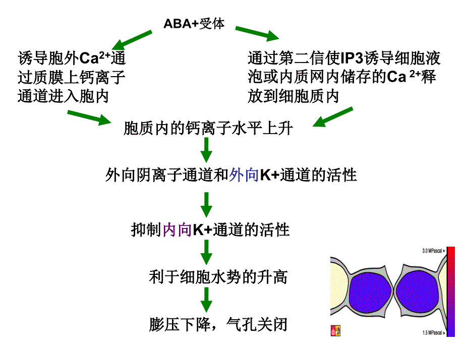 脱落酸的作用机理_第3页