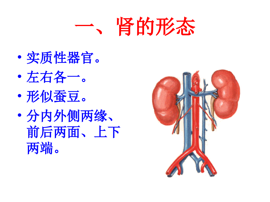 肾脏解剖结构图_第1页